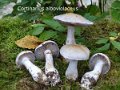 Cortinarius